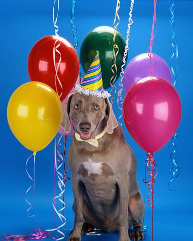 Dog Birthday Corbis ValuPak 11554691.jpg