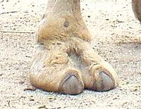 200px-Camelsfootforexceedinglyimportantarticle.jpg