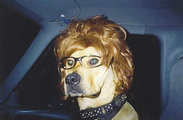 dogwearingstylishwigandglasses.jpg