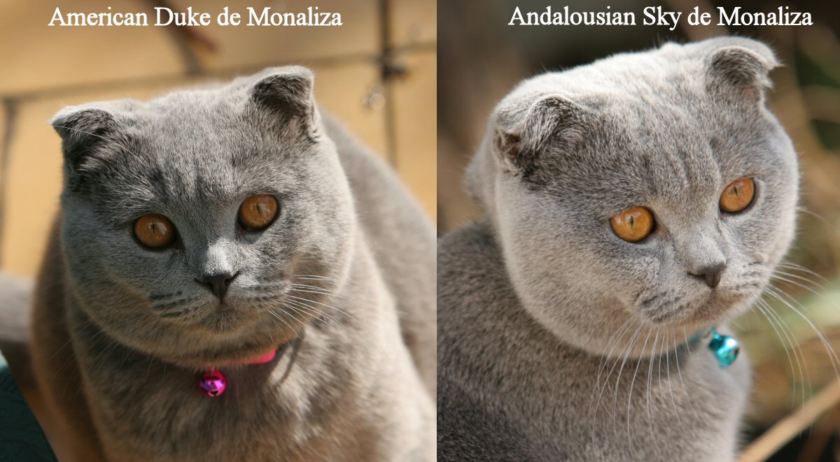 scottishfold.jpg