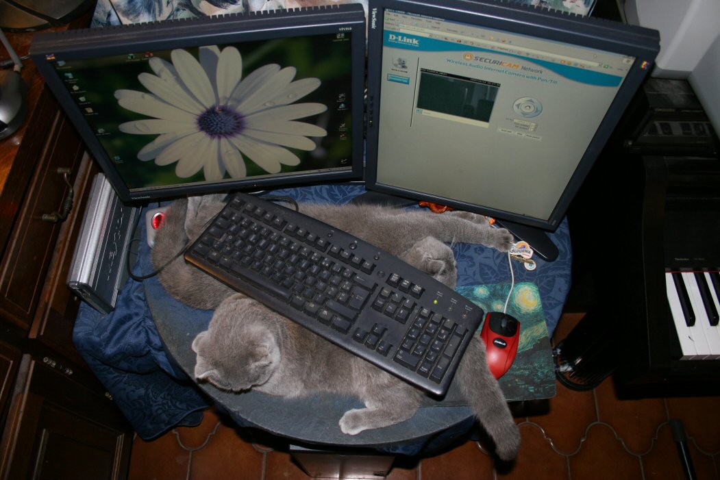 dualscreensdualcats.jpg