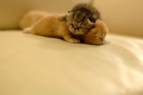 kitten.jpg