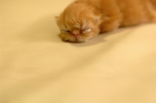 little_kitty.jpg