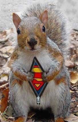 supersquirrel.jpg