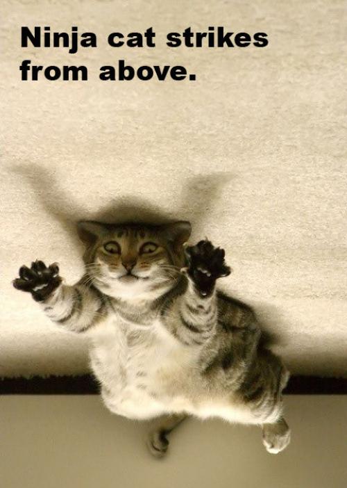 ninjacatva11.jpg