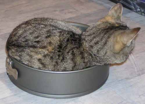 catcake.jpg