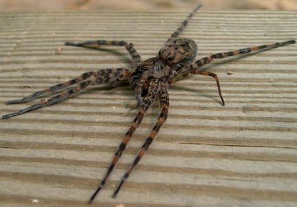 dolomedes_sid.jpg