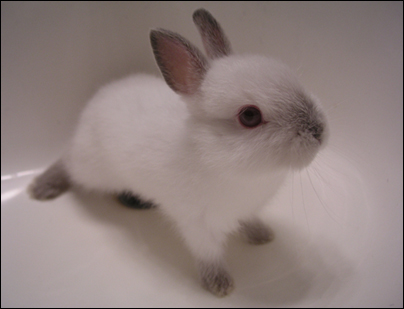 fluffy-bunny.jpg