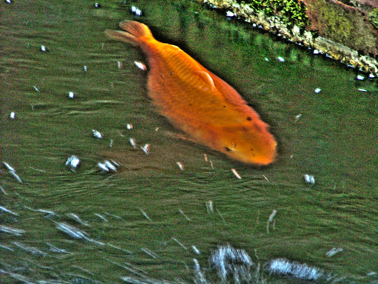 fishsmall.jpg