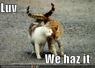 funny-pictures-cats-in-love-walking.jpg