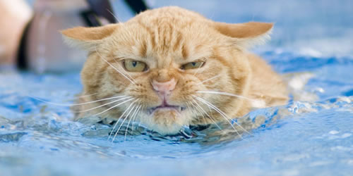 swimming-cat-lucy.jpg